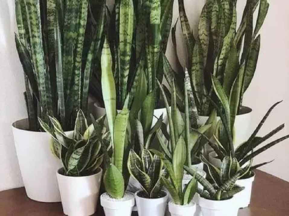 ��Ƥ������̬��������