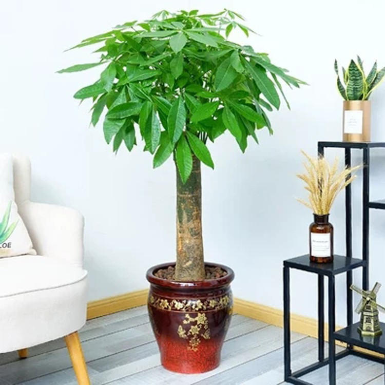 ԰��֪ʶ������ֲ��ڷŵ�ʮ�����棡