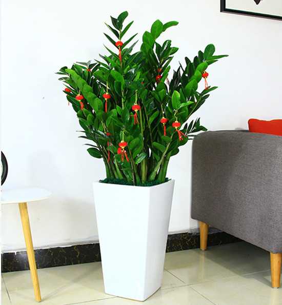 ����������ֳҪ��